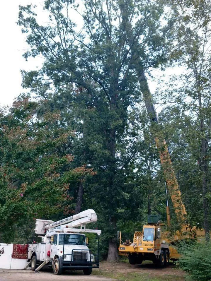 Top-rated yard cleanup service in Guntersville, AL - Douglas Tree Service