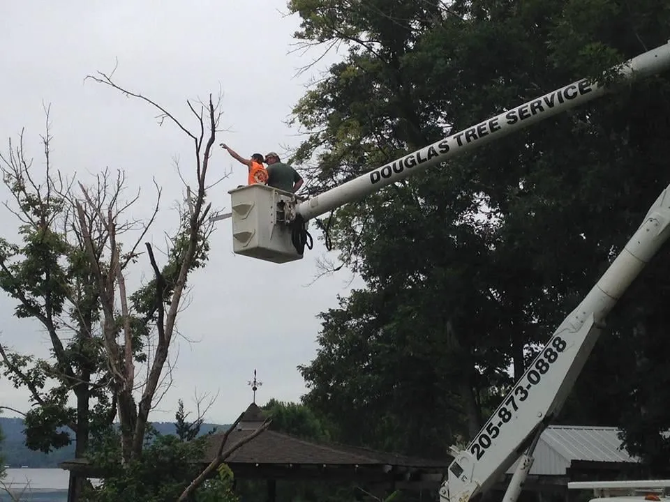 Reliable landscaping services experts serving Guntersville, AL - Douglas Tree Service