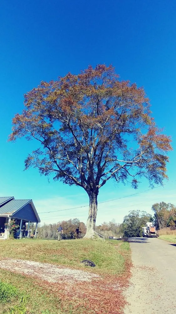 Trusted residential landscaping in Guntersville, AL - Douglas Tree Service