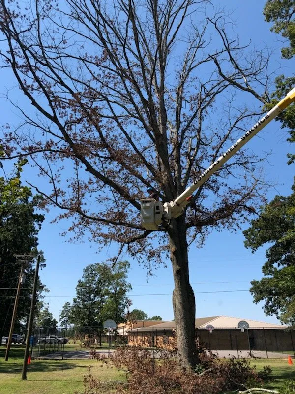 Top-rated lawn care service for residential properties in Guntersville, AL by Douglas Tree Service