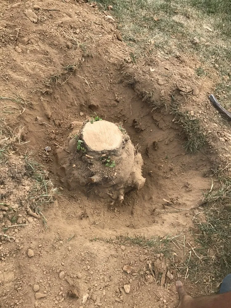 Top-rated landscape design near you in Front Royal, VA by Doug’s House & Yard Work