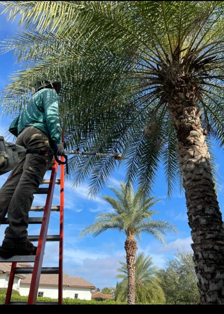 Trusted yard maintenance with custom design across Windermere, FL - Doug's Landscape