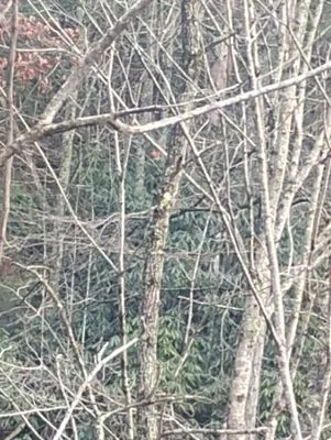 Doug's wood service Logo