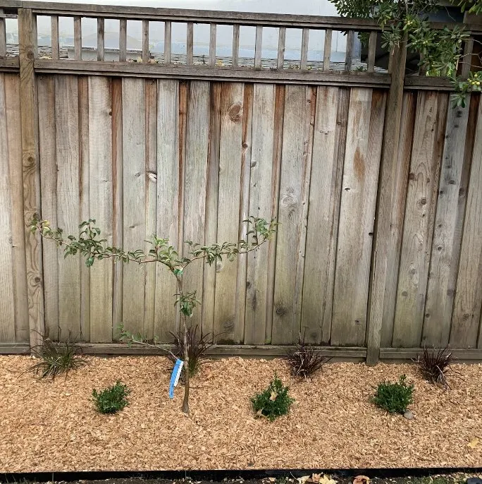 Professional yard cleanup service for beautiful yards across Napa, CA - DOV Landscaping