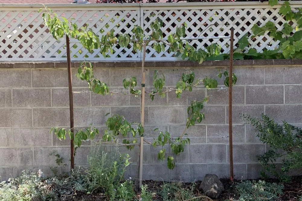 Affordable landscape installation for year-round maintenance across Napa, CA - DOV Landscaping