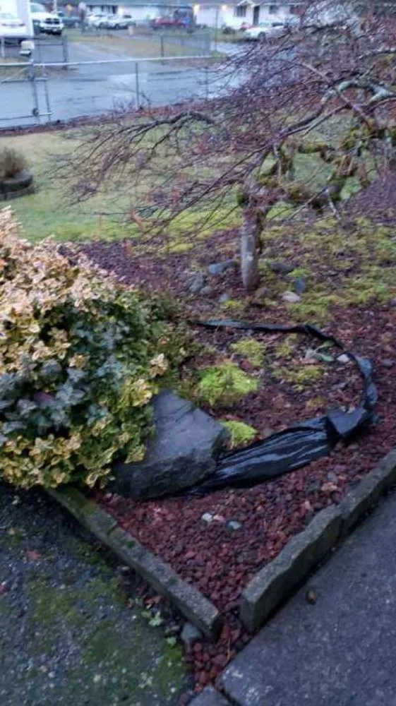 Professional yard maintenance for outdoor upgrades in Lakewood, WA by Dove Landscaping