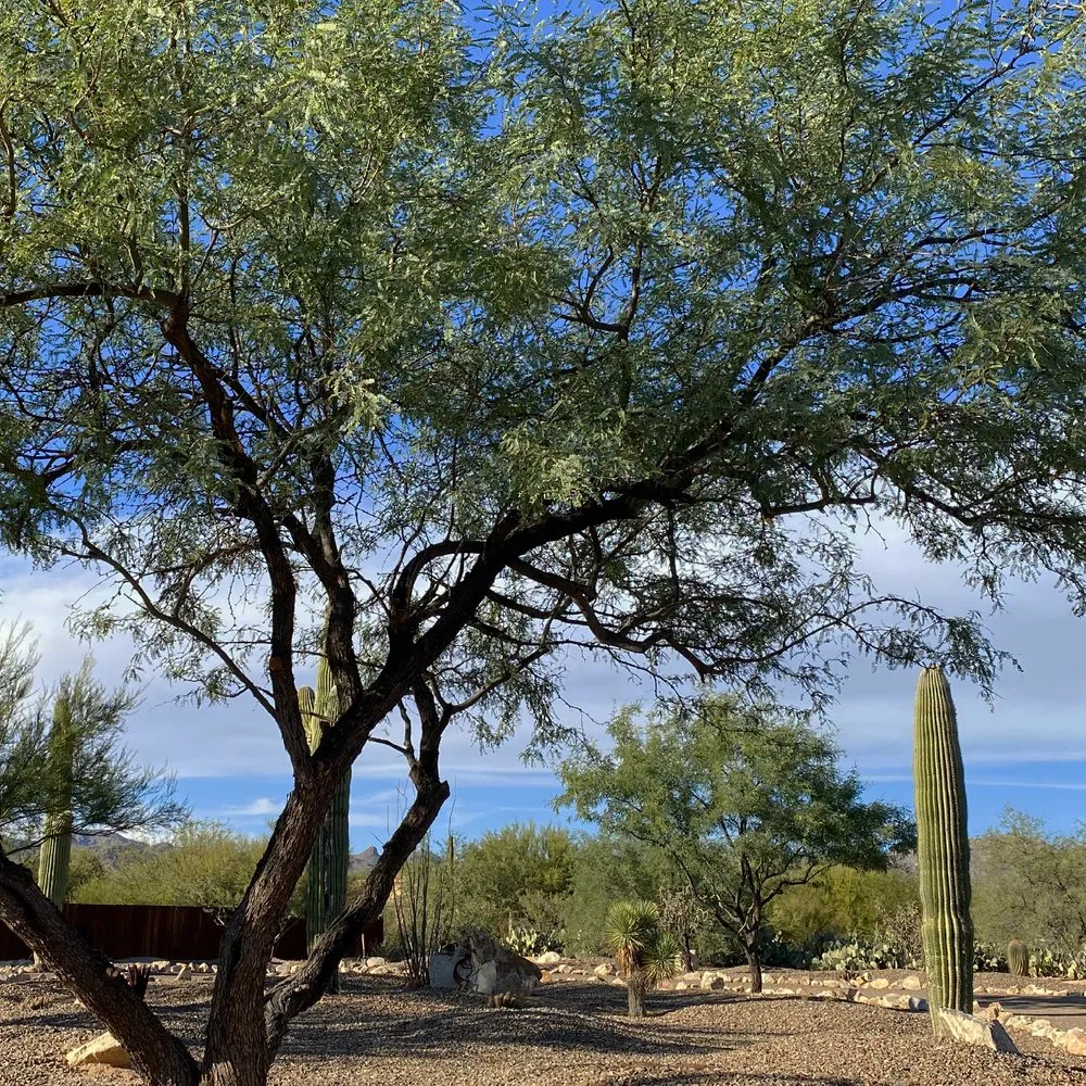 Professional yard maintenance in Tucson, AZ - Dove Mountain Landscaping