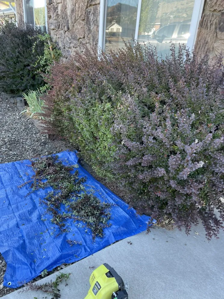 Custom yard cleanup service experts serving Reno, NV - Dover Handyman Service