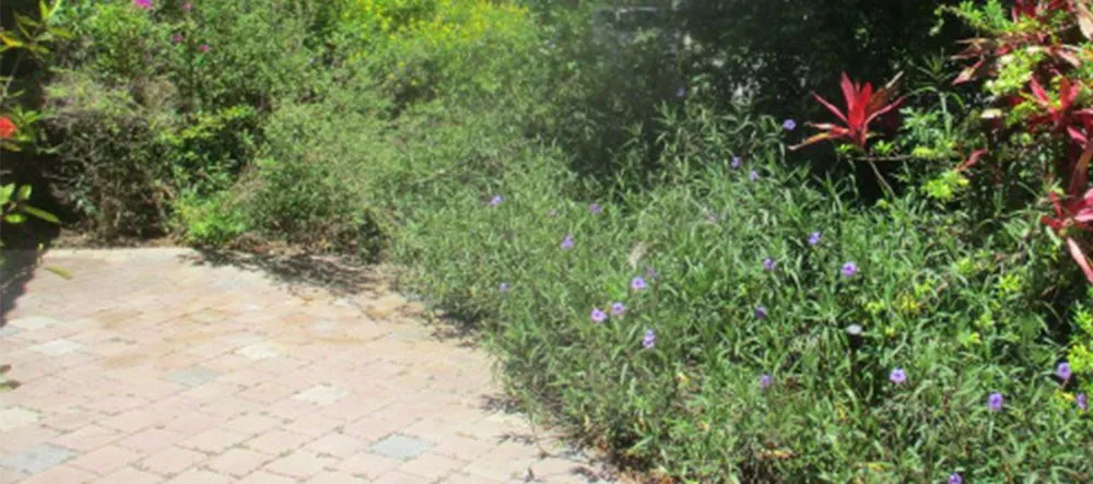 Top-rated lawn mowing service in West Palm Beach, FL by Doves All Service