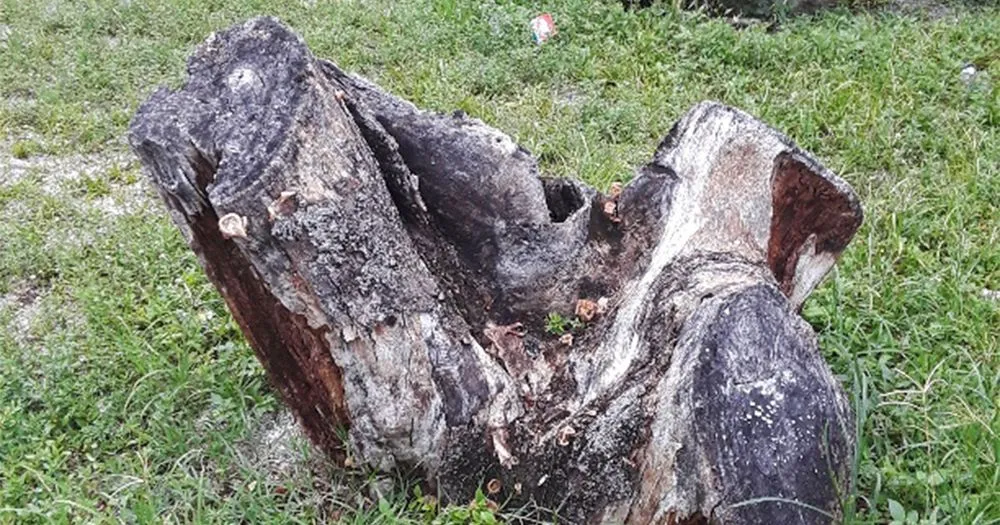 Local garden landscaping experts serving West Palm Beach, FL - Doves All Service