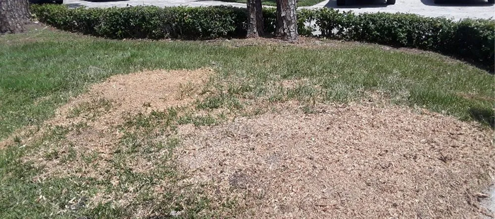 Trusted landscaping services near you across West Palm Beach, FL - Doves All Service