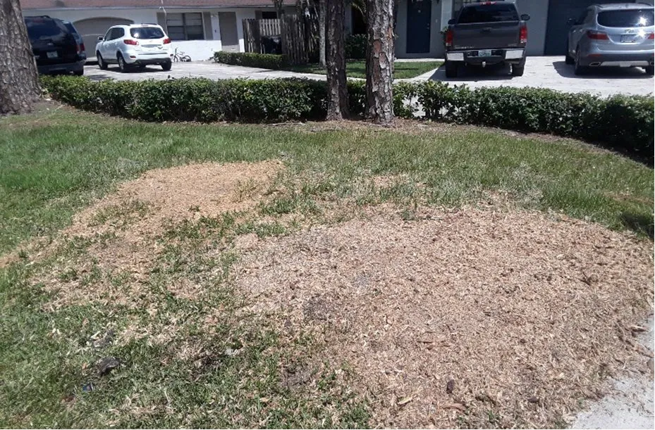 Top-rated yard cleanup service with custom design in West Palm Beach, FL by Doves All Service
