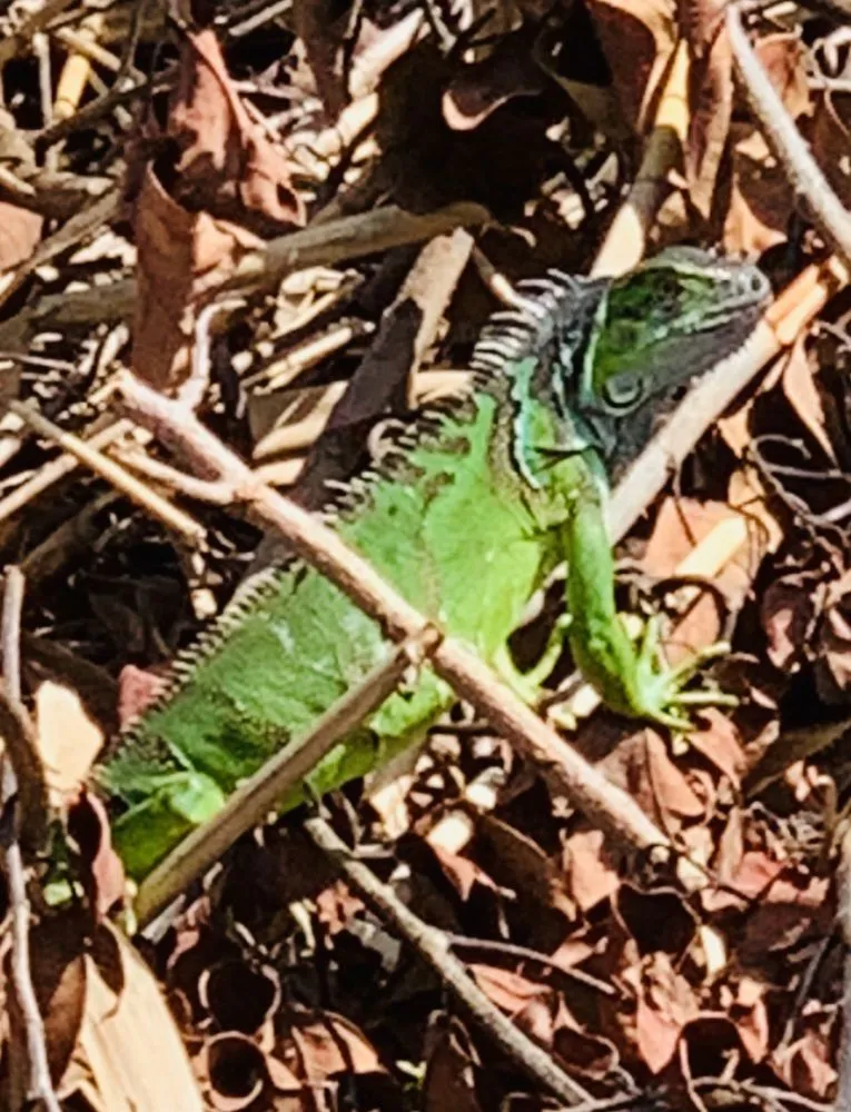 Custom lawn care service for year-round maintenance across Pompano Beach, FL - Dovetail Landscape