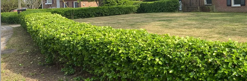 Expert landscape design for beautiful yards across Fayetteville, NC - Down & Dirty Landscaping