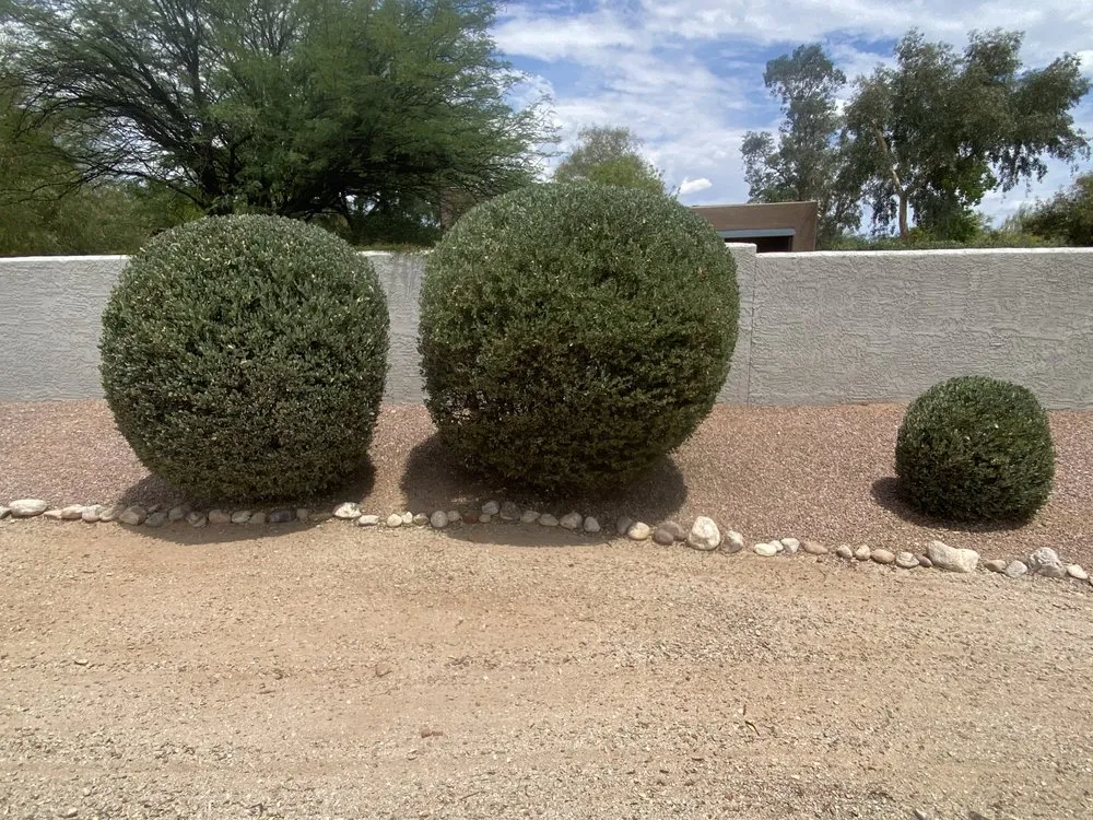 Expert yard cleanup service in Tucson, AZ by Down 2 Earth Landscape