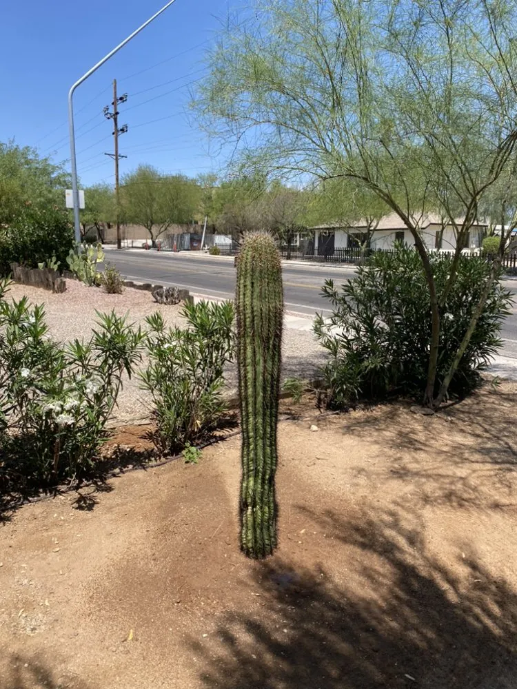 Expert lawn mowing service for beautiful yards across Tucson, AZ - Down 2 Earth Landscape