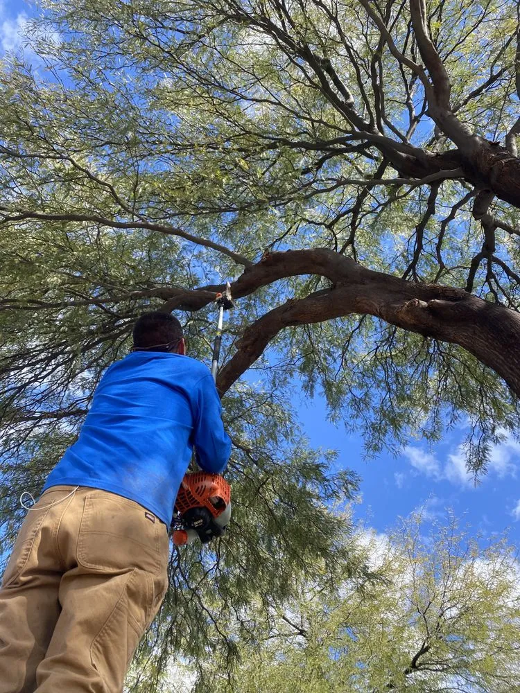 Trusted landscaping services in Tucson, AZ - Down 2 Earth Landscape