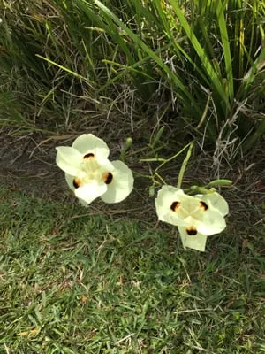 Down 2 Earth services Logo