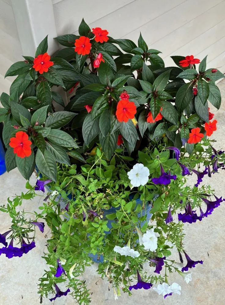 Top-rated lawn care service for year-round maintenance across Pendleton, SC - Down and Dirty Landscapes