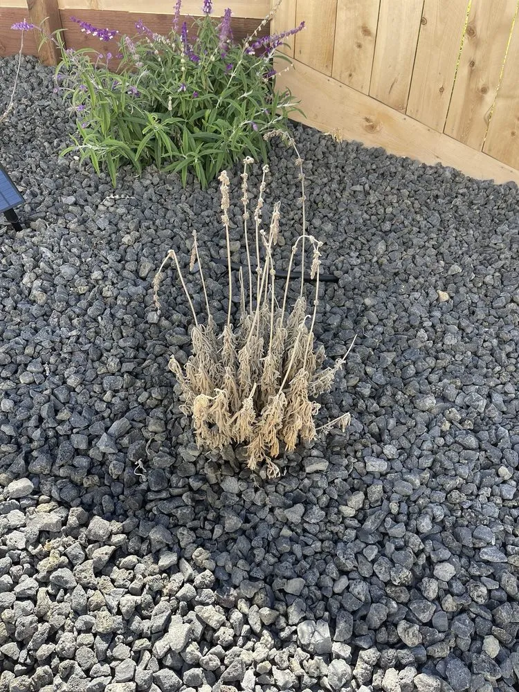 Local yard cleanup service in Santa Clara, CA by Down and Dirty Landscaping