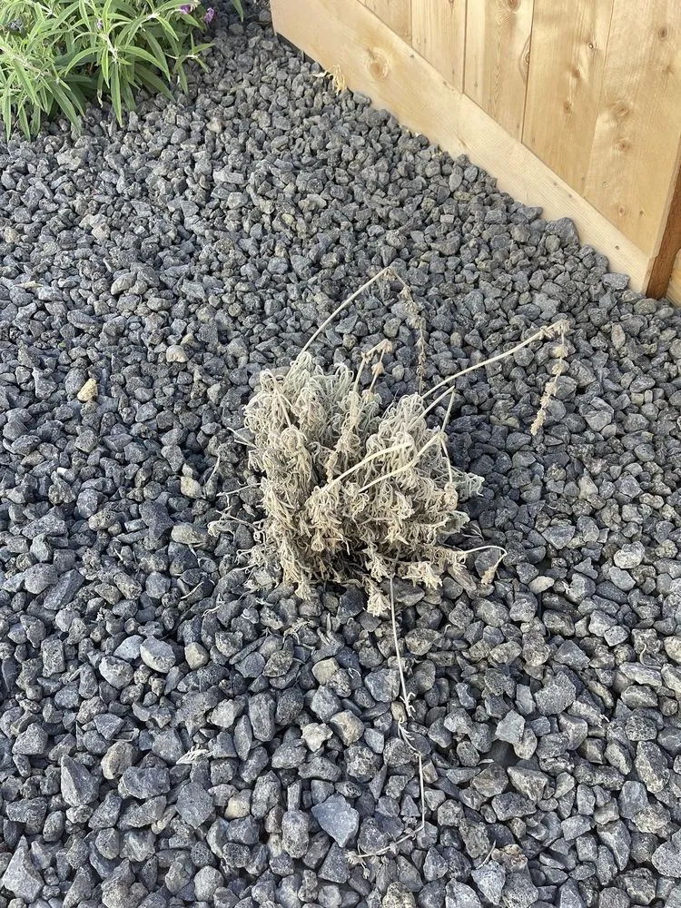 Affordable lawn mowing service for residential properties in Santa Clara, CA by Down and Dirty Landscaping