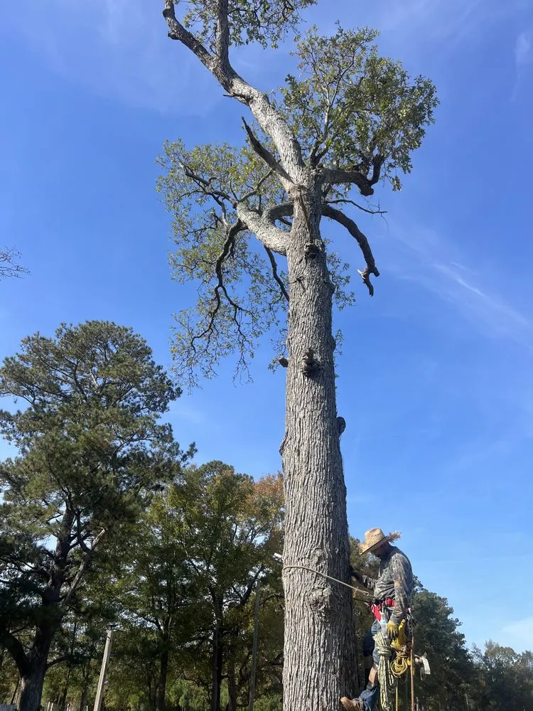 Local outdoor landscaping experts serving Lumberton, NC - Down East Timber Solutions