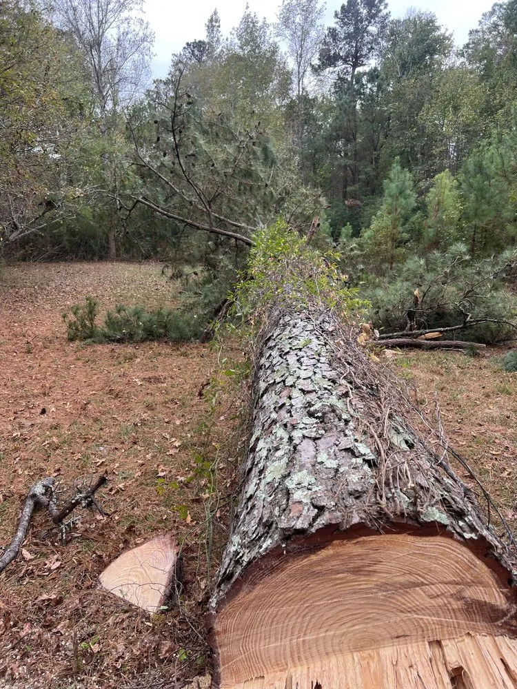 Affordable lawn care service in Lumberton, NC by Down East Timber Solutions