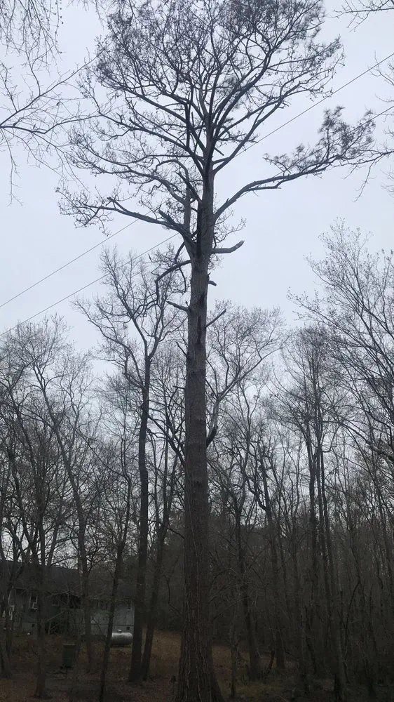 Professional lawn mowing service for outdoor upgrades in Lumberton, NC by Down East Timber Solutions