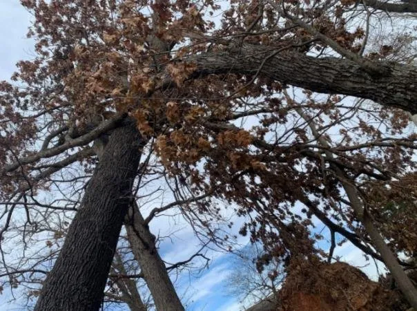 Trusted lawn care service in Fayetteville, AR by Down Rite Tree Service