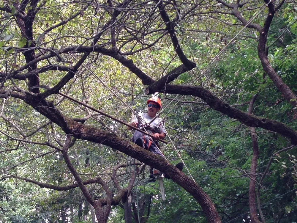 Expert landscaping services in Fayetteville, AR by Down Rite Tree Service