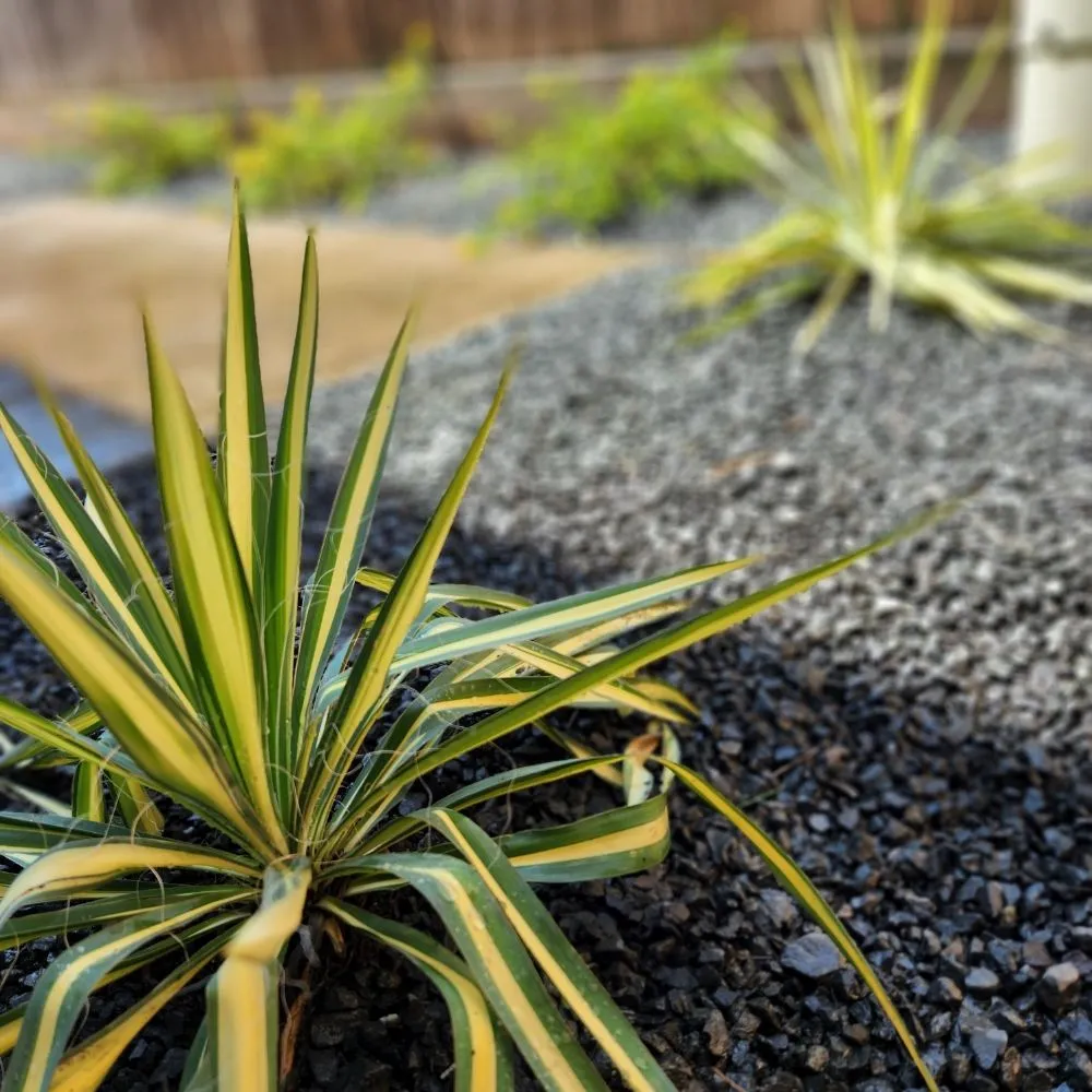 Top-rated residential landscaping with custom design in Houston, TX by Down South Farms