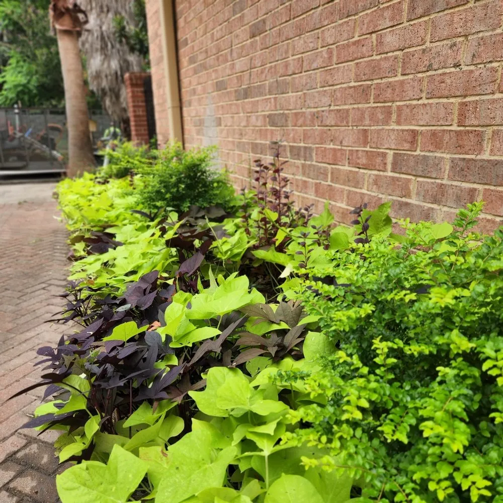 Affordable lawn mowing service experts serving Houston, TX - Down South Farms