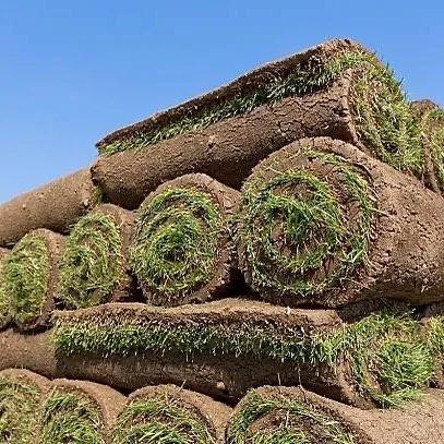 Top-rated yard maintenance in Houston, TX - Down South Farms