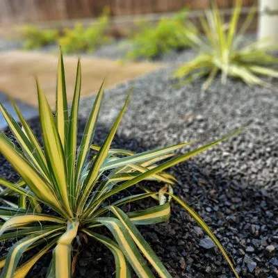 Down South Farms Logo