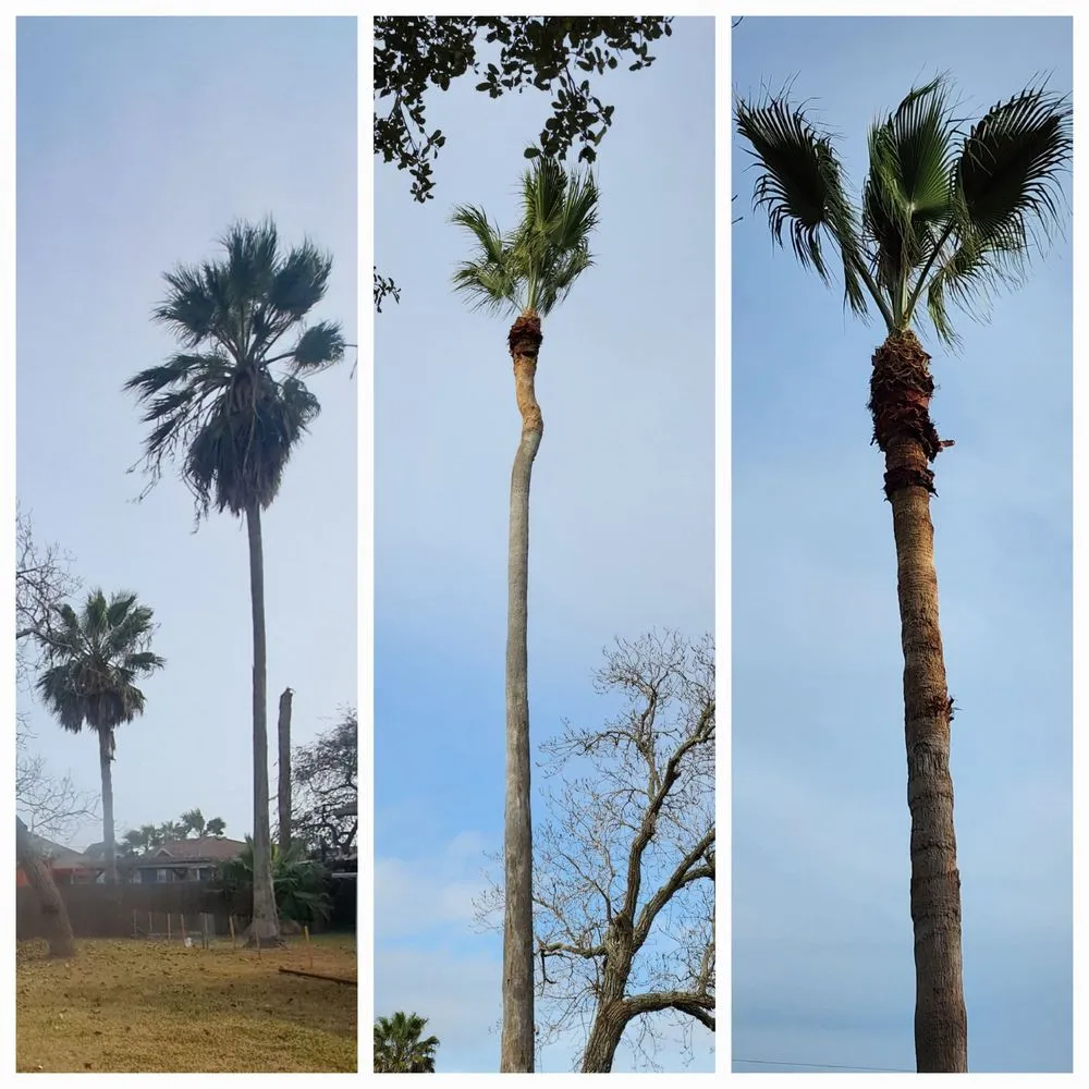 Local yard cleanup service for homes in Corpus Christi, TX by Down South Lawn Services