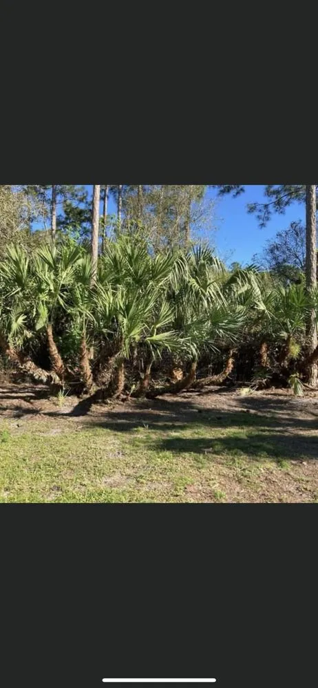 Local lawn care service in Jupiter, FL by Down South Property Maintenance & Landscape Design