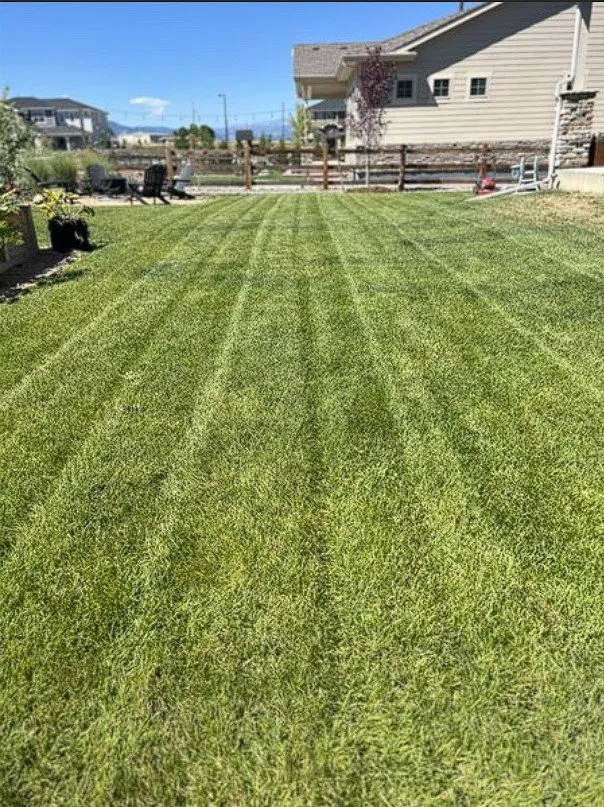 Top-rated yard cleanup service in Thornton, CO by Down to Earth Aeration