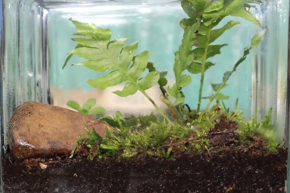 Local garden landscaping in Lancaster, SC by Down To Earth Co-Op & Lifestyle Center