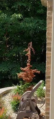 Down To Earth Designs Logo