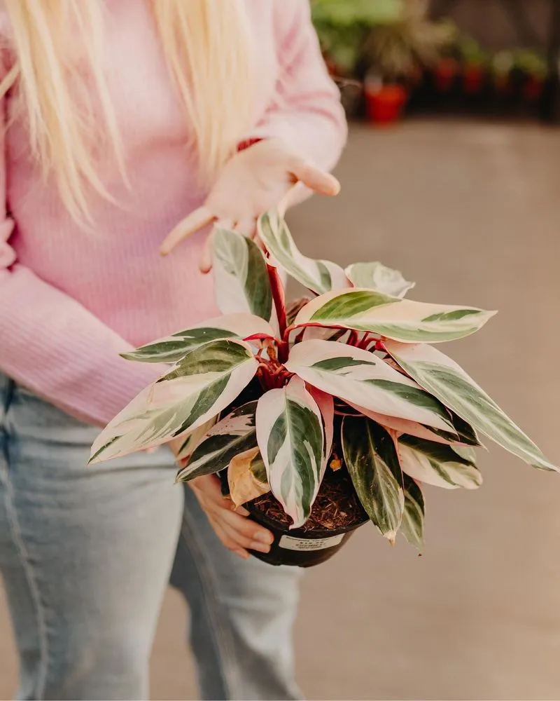 Professional landscape installation for beautiful yards in Eau Claire, WI by Down To Earth