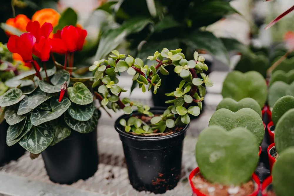 Trusted landscape design for homes across Eau Claire, WI - Down To Earth