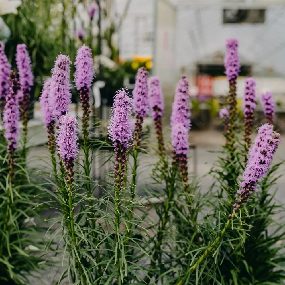 Custom outdoor landscaping experts serving Eau Claire, WI - Down To Earth