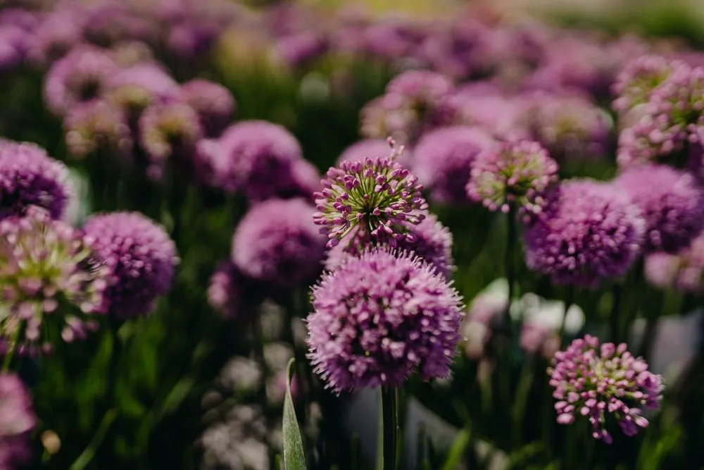 Affordable landscaping services experts serving Eau Claire, WI - Down To Earth