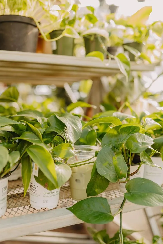 Trusted lawn care service in Eau Claire, WI by Down To Earth