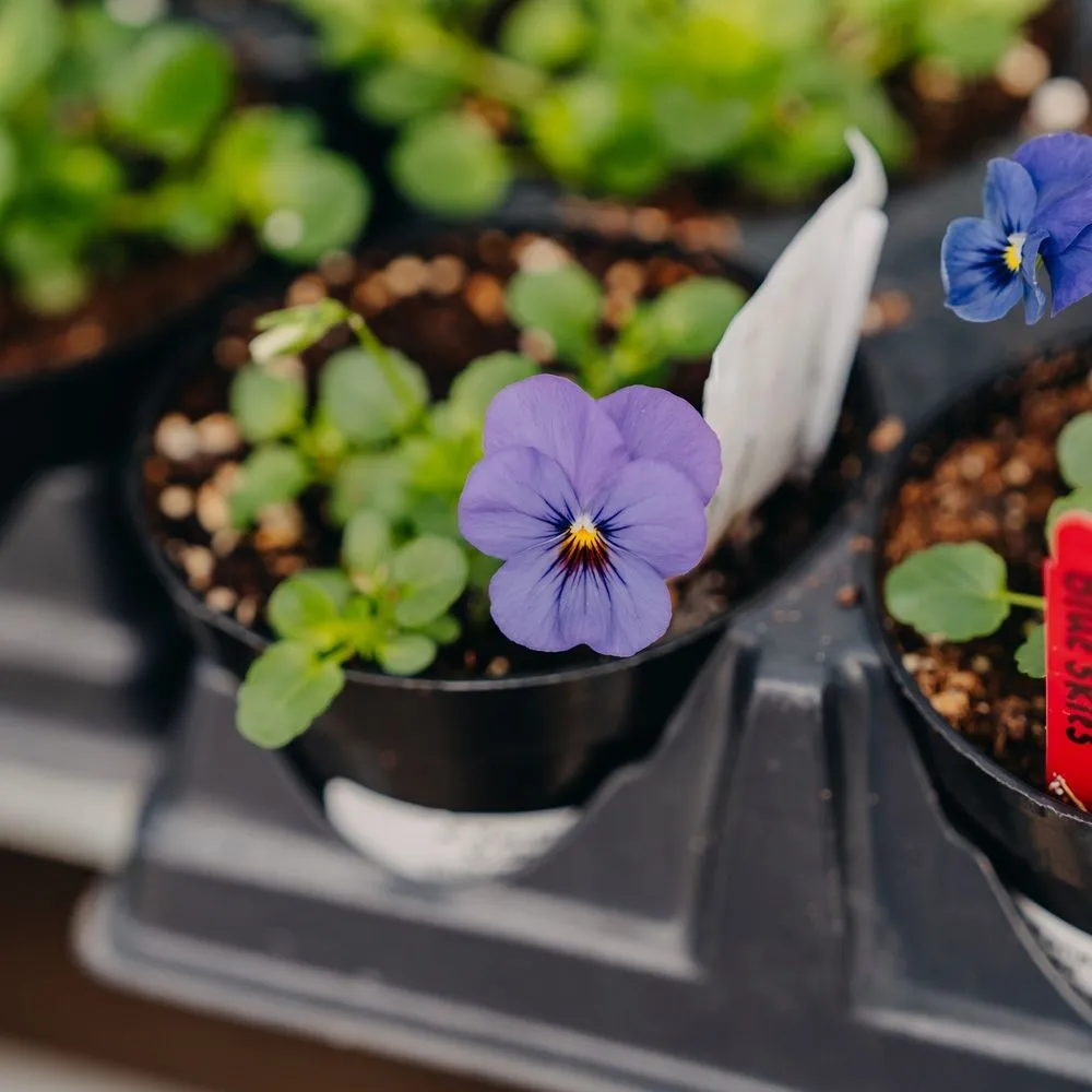 Reliable garden landscaping near you in Eau Claire, WI by Down To Earth