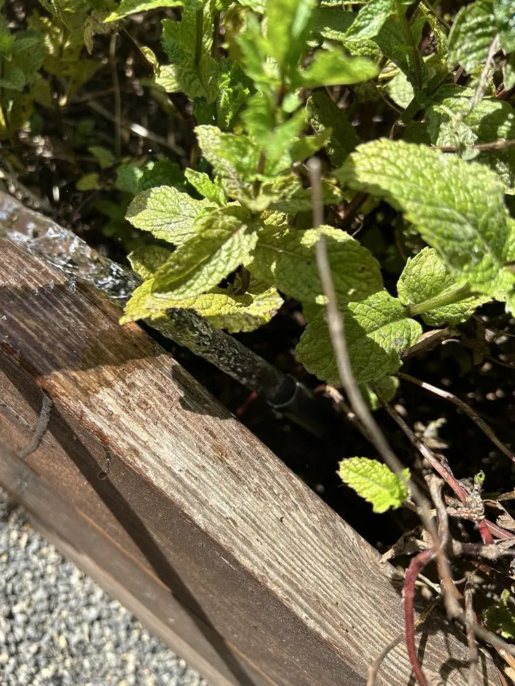 Professional landscape installation for year-round maintenance across Oregon City, OR - Down To Earth Irrigation, LLC.