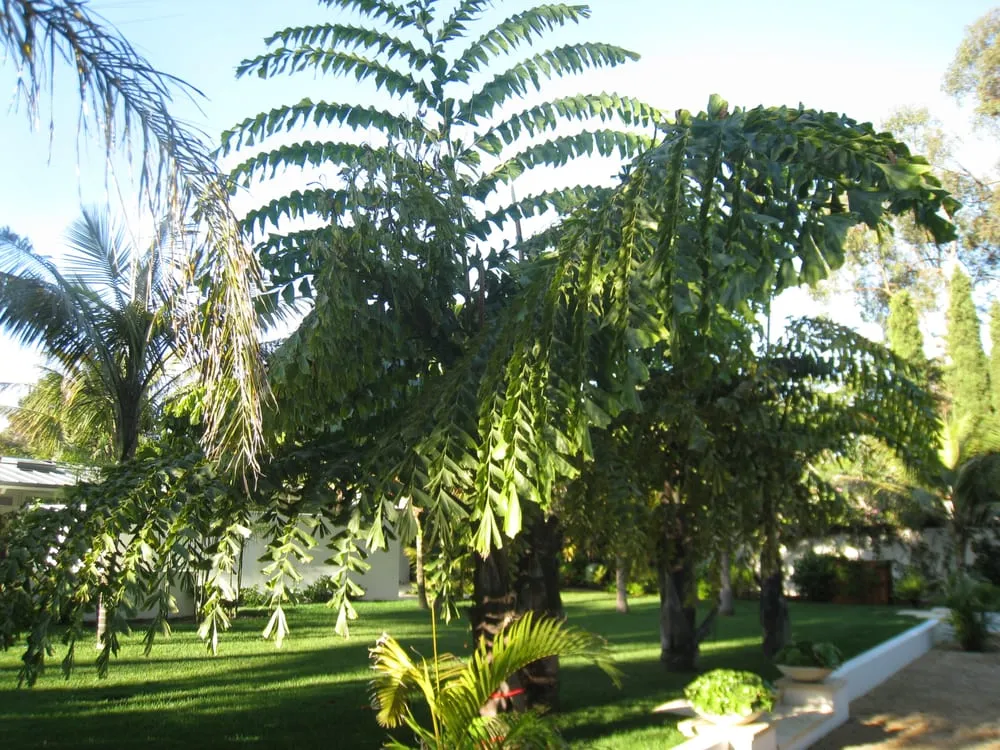 Expert landscape installation in Santa Barbara, CA - Down To Earth Landscapes