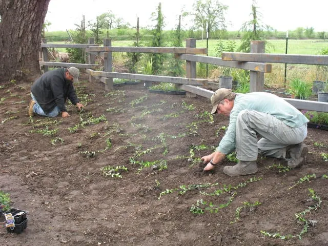 Reliable yard maintenance in Chico, CA - Down To Earth Landscaping & Maintenance