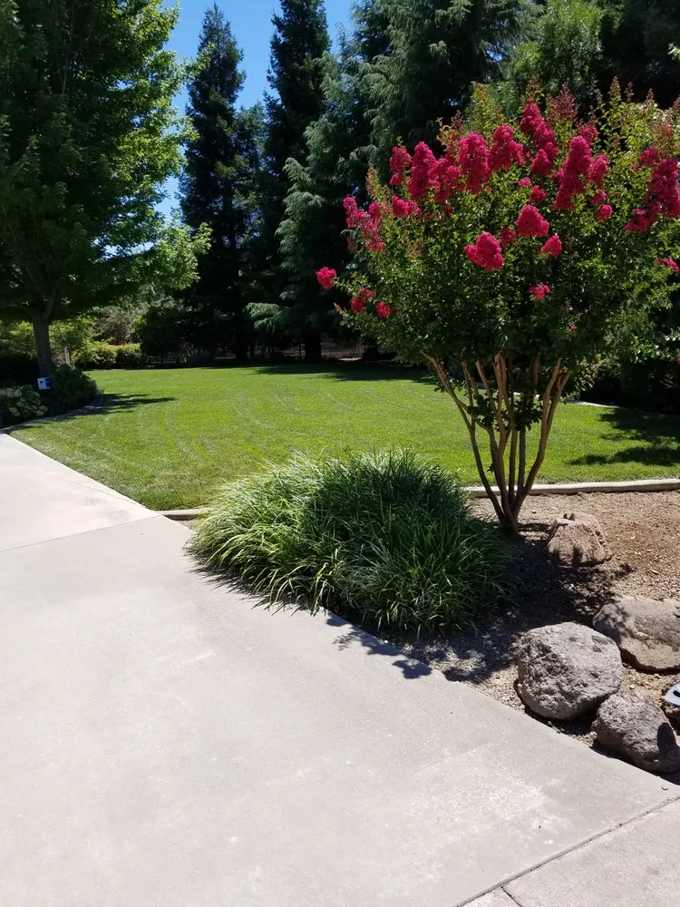Custom yard cleanup service in Chico, CA by Down To Earth Landscaping & Maintenance