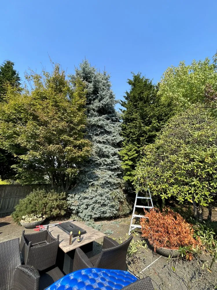 Expert landscape design experts serving Bellevue, WA - Down to Earth Landscaping, Inc